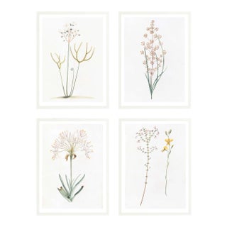 Celerie Kemble Curated Australian Botanical Set of 4 (36x48) in White Frame For Sale