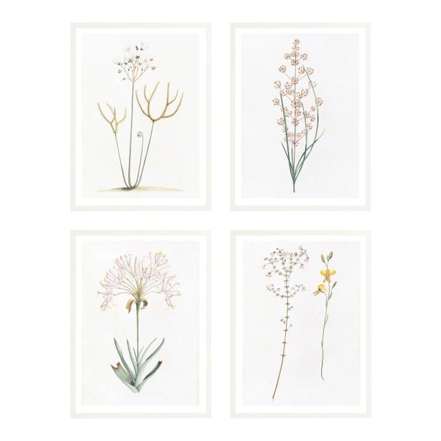 Celerie Kemble Curated Australian Botanical Set of 4 (36x48) in White Frame For Sale
