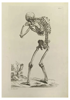Jean François Poletnich, Skeleton after Titian, Etching, 1755