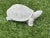Late 20th Century Cast Stone Turtle Garden Ornament For Sale - Image 5 of 10