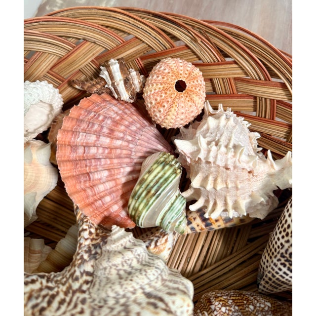 2000 - 2009 Coastal Basket of Specimen Sea Shells, 25 Pieces For Sale - Image 5 of 10
