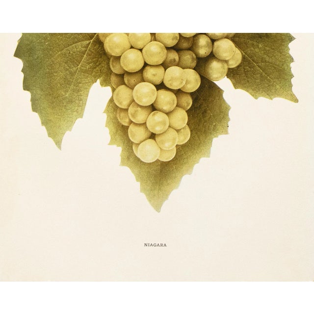 1900s U. P. Hedrick, Original Antique Photogravure of Niagara Grapes For Sale - Image 4 of 7