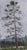 Rain in Red Feather I by Lisa Lebofsky | Oil on aluminum Painting of a tall tree in a landscape. For Sale