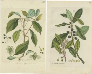A. Happe, Camphor Laurel and Noble Laurel, Set of 2