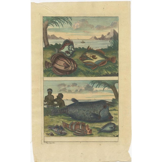 F. Valentijn, Fishes and Crustaceans, 1726, Paper, Set of 12 For Sale - Image 13 of 14