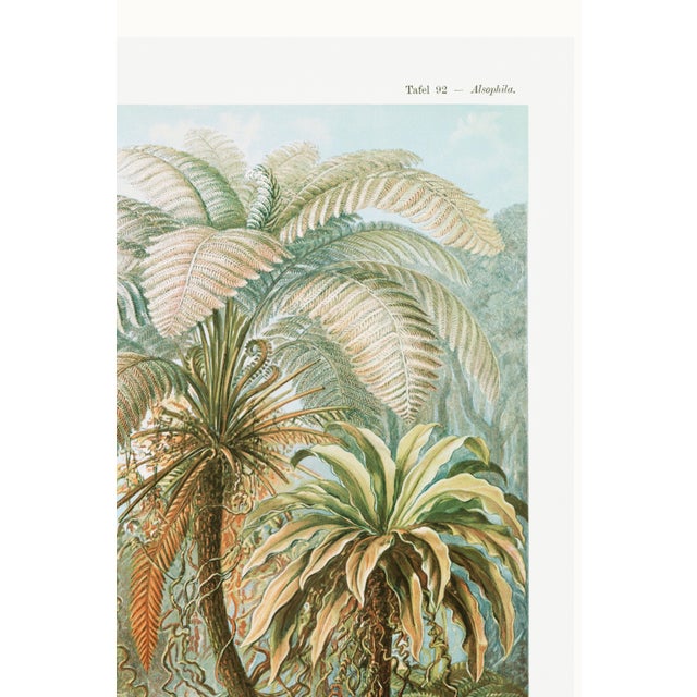 Blue Botanical Art Print Reproduction, Vintage Fern and Palm Tree Illustration, 16" X 24" For Sale - Image 8 of 10