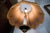 Antique Empire Floor Lamp For Sale - Image 12 of 13