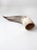 Vintage Polished Horn For Sale - Image 10 of 12