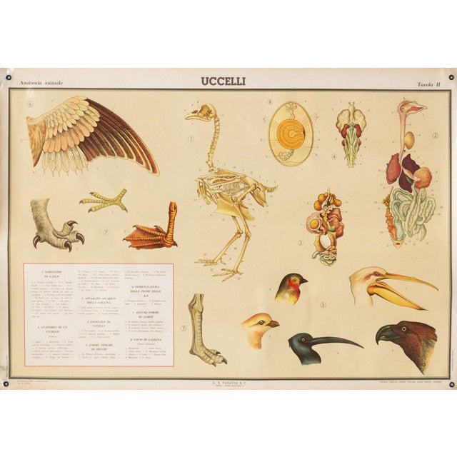 Educational Poster Depicting Birds from G.B. Paravia Torino, 1959 For Sale - Image 8 of 8
