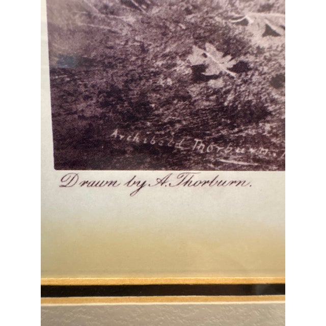 Wood Framed Game Bird Prints After Archibald Thorburn, Pheasant & Ryper – A Pair For Sale - Image 7 of 12