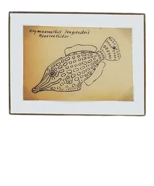 20th Century Scientific Drawing of an Orange Spotted Filefish by David and Natasha Deighton
