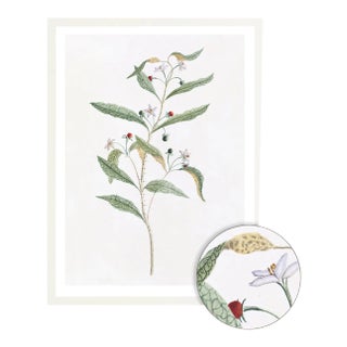 Celerie Kemble Curated Australian Botanical VIII (24x30) in White Frame For Sale