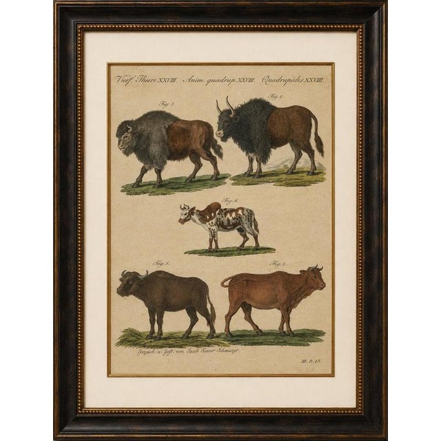 Title: antique yak, indian cattle, buffalo & musk ox engraving – bertuch, 1796 original antique hand-colored copper...