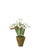 Handmade Snowdrop Plant in a beautiful aged terra cotta pot finished with moss on top. Approximately 15" tall. Pot...