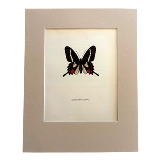 Vintage 1965 Butterfly Print in 11x14 Mat: Eurytides lysithous (Hubner), EUC For Sale