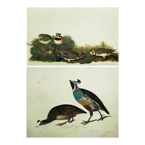 1966 Vintage Cottage Print "California Quail & Shore Lark" After John James Audubon