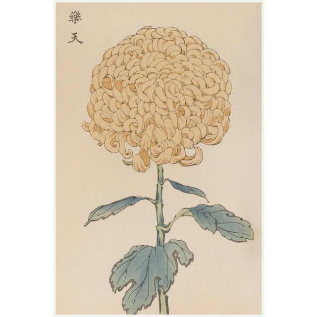 Chrysanthemum by Keika Hasegawa, Vintage Japanese Botanical Art Print, 12" X 18" For Sale