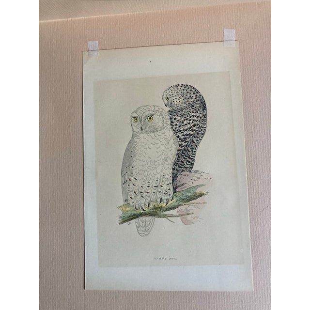 Set of Three Matted 19th Century Engravings of Owls For Sale In West Palm - Image 6 of 7