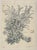 Etching on paper of a garden wall, signed by S. Smith, titled "Garden" and marked as atrial proof. Combined etching...