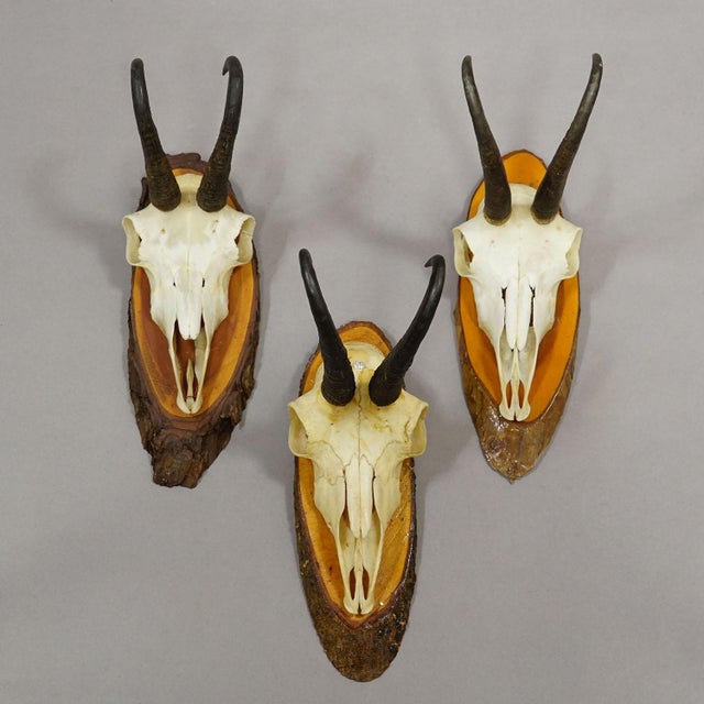 Set of Six Chamois Trophies on Birch Slices Germany Ca. 1960s For Sale - Image 4 of 7