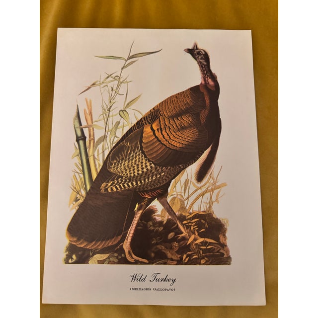 A beautifully detailed vintage ornithological print depicting the Wild Turkey (Meleagris gallopavo), rendered in the...