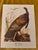 A beautifully detailed vintage ornithological print depicting the Wild Turkey (Meleagris gallopavo), rendered in the...