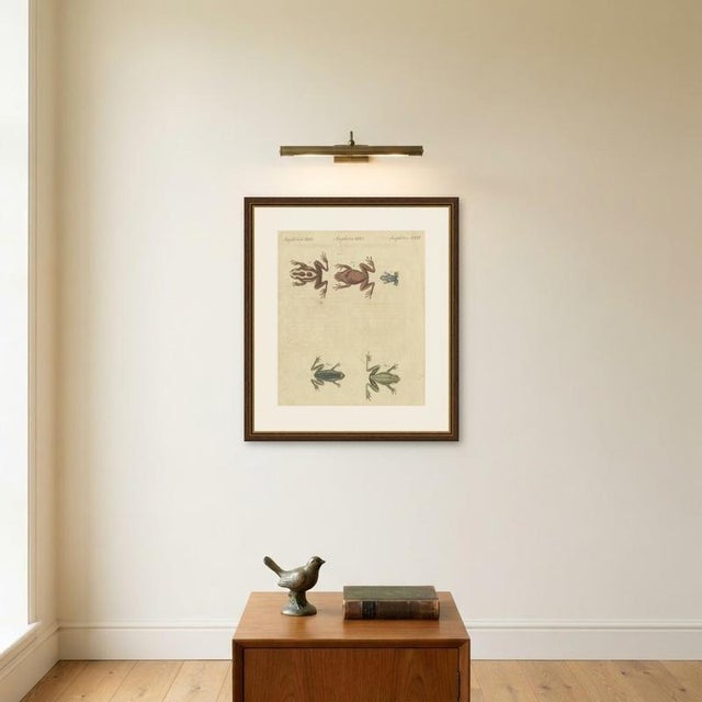 Bertuch, Five Frogs Including a Striped Frog, 1815, Print For Sale - Image 10 of 12