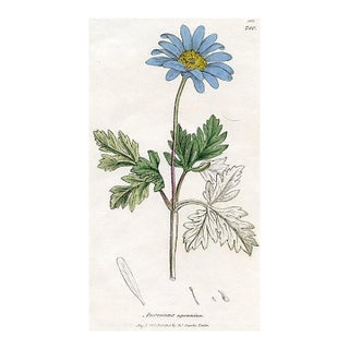 1840s, Anemone Botanical Print by James Sowerby, Original Antique Botanical Print, Engraving, Hand Colored, England For Sale