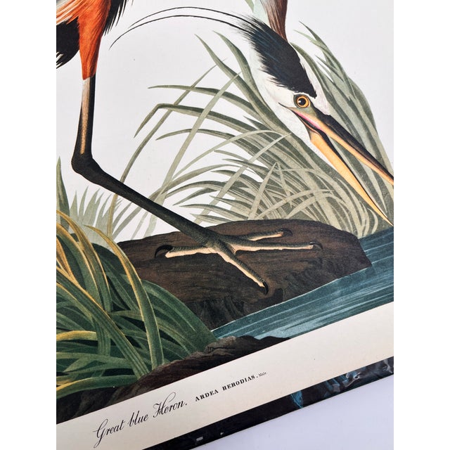 1960s 1964 Audubon Folio Lithograph Great Bird Paintings – “Great Blue Heron” 17x14 For Sale - Image 5 of 7