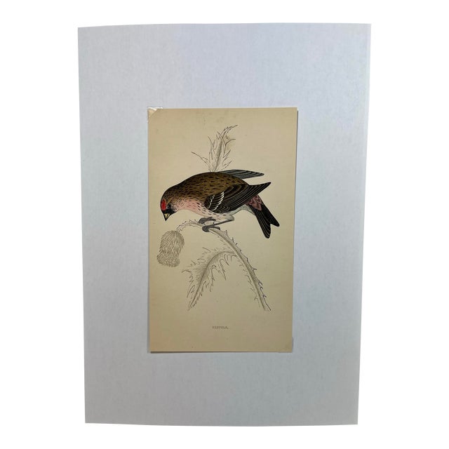Antique Hand Tinted Bird Print From England Featuring a Red, Brown & Black Redpole - Circa 1880 For Sale