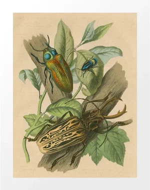 Vintage 3 Beetles Archival Print