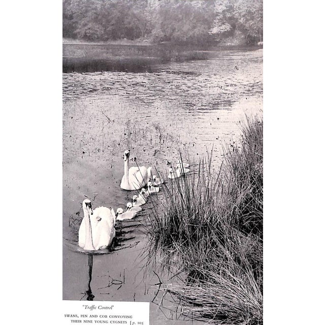 Paper "I Watch and Listen: A Book About Birds" 1957 Price, Nancy For Sale - Image 7 of 12