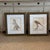 Pair of Italian Parrot Prints For Sale - Image 10 of 12