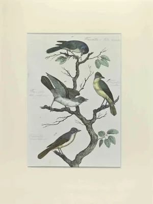 Johann Friedrich Naumann, Black-Headed Faurette, Etching, 1840
