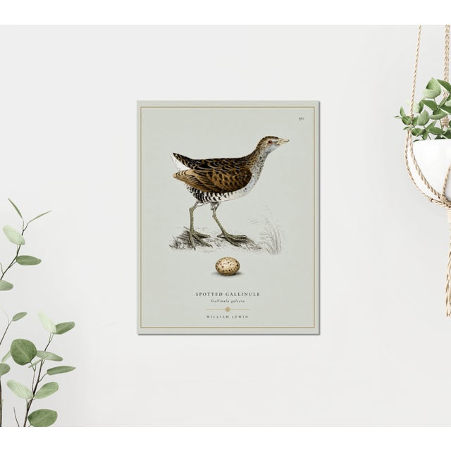 William Lewin 1789 Waterbirds Fine Art Gallery Board Print - The Spotted Gallinule For Sale - Image 13 of 15
