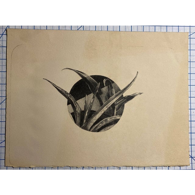 Unsigned lithograph of aloe and another plant.