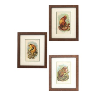 Natural History Monkey Chromolithographs For Sale