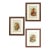 Natural History Monkey Chromolithographs For Sale