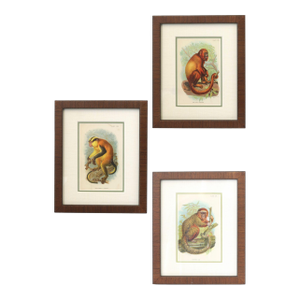 Natural History Monkey Chromolithographs