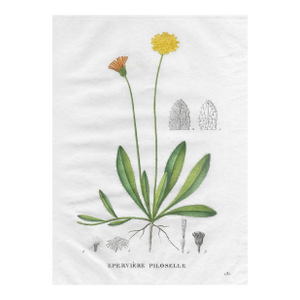 1828 French Botanical by Jean Henri Jaume Saint-Hilaire