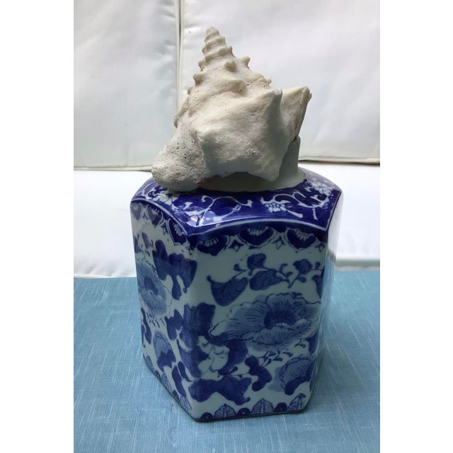 Natural History Collectors Large Bahamian Sea Shell Specimens For Sale - Image 11 of 12