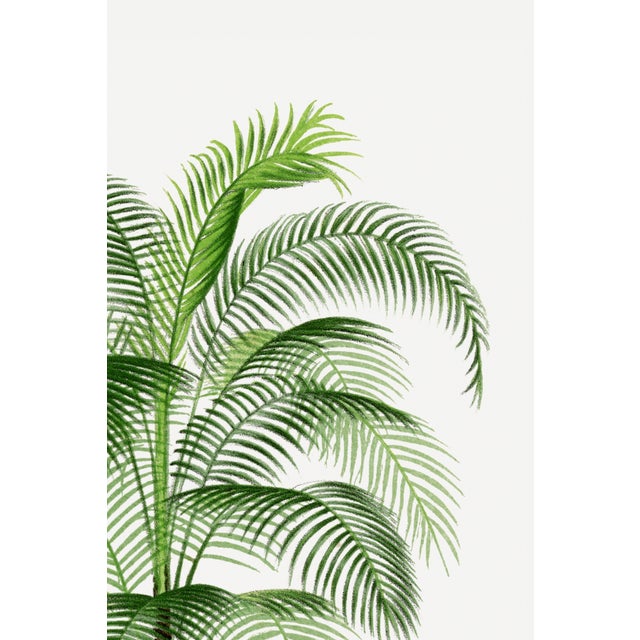 Green Tropical Palm Study, Vintage Botanical Art Print Reproduction, 40" X 60" For Sale - Image 8 of 10