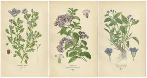 Baby Blue Eyes, Cherry Pie and Blue Eyed Mary, 1897, Paper, Set of 3