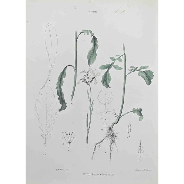 Vincenzo Tenore, Rocket, Lithograph, 1870s For Sale