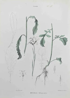Vincenzo Tenore, Rocket, Lithograph, 1870s