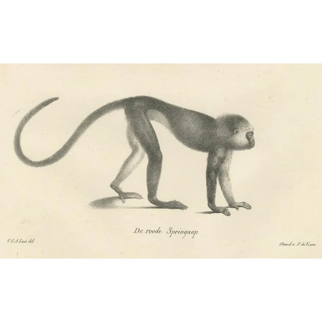 Spring Monkeys and Other Species, 1836, Lithographs, Set of 2 For Sale - Image 6 of 8