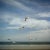 San Diego Gulls 1956 by Slim Aarons Slim Aarons Limited Estate Edition Seagulls over a beach in San Diego, California,...