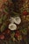 Late 19th Century Oliver Clare, Still Life with Flowers and Fruit, 19th Century, Oil Painting on Canvas For Sale - Image 5 of 6