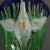 Green Pair Majolica Swan Wall Pockets For Sale - Image 8 of 9