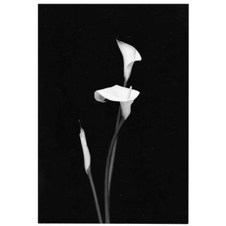 Calla Lily Black and White Photo by Garo For Sale